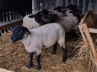 Kondoo (kikundi, jinsia haijatajwa), White Suffolk sheep — picha 4