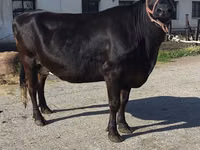 Ng'ombe jike, Banda la Holstein — picha 7