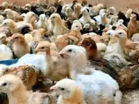 Chickens — الصورة 1