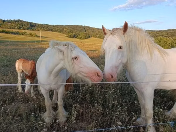 Farasi (kikundi, jinsia haijatajwa), Gypsy horse