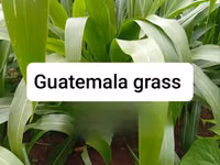 Juncao Chinese Magic Grass — фото 4