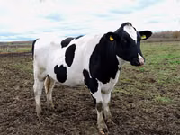 Ng'ombe jike, Russian Black pied cattle — picha 4