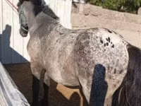 Farasi dume, Appaloosa — picha 2