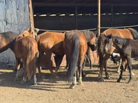 Farasi jike, Kyrgyz Horse — picha 8