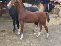 घोड़ा, Dutch warmblood horse — फ़ोटो 1