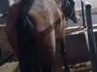 Farasi jike, Budyonny horse — picha 8
