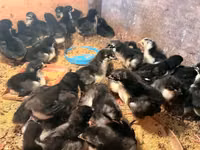 Australorp — Foto 1