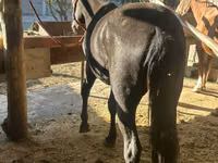 母马, Horses — 照片 1