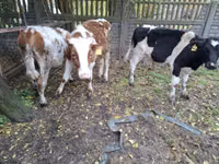 Bovinos (lote, sexo no especificado), Ganado vacuno — foto 6