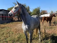 Caballo, Caballos — foto 1