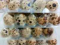 Quails — الصورة 1