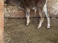 Bull, Alatau breed — photo 3