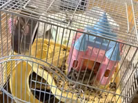 Hamster qefesi ve apilkasi ile bir yerde verirem 1 eded erkek 2 eded — 照片 1