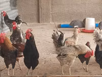 Shamo chickens — picha 2