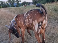 बकरा, Nubian Goat — फ़ोटो 4