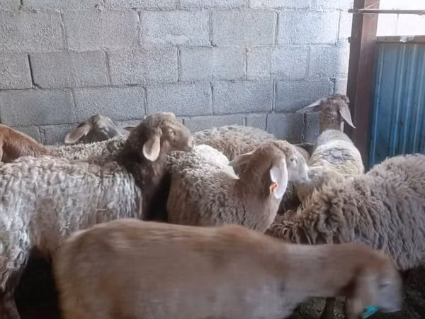 भेड़, Arashan sheep