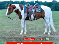 公马, Quarter Horse — 照片 1