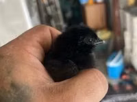 Ayam Cemani — Foto 2