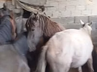 Horse (M), Horses — photo 2