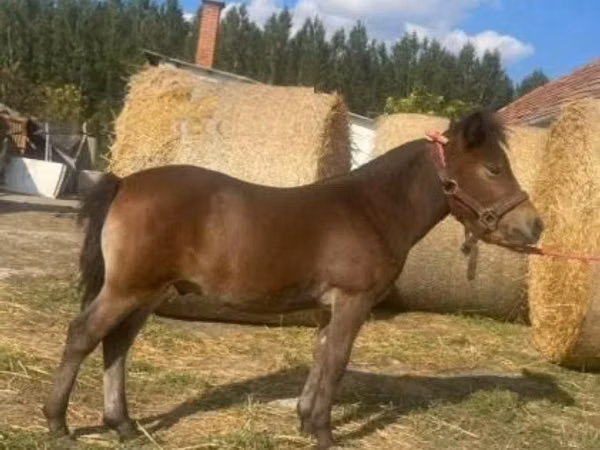 公马, Horses
