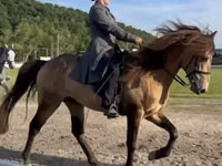 Farasi dume, Rocky Mountain Horse — picha 3