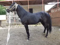 Farasi dume, Budyonny horse — picha 4