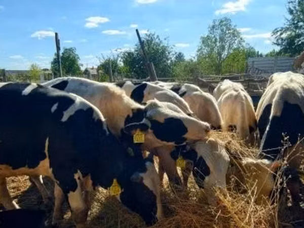 Bull, Russian Black pied cattle
