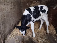 Cow, Dutch cow (Extinct) — photo 2