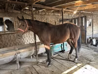 Horse (M), Manipuri pony — photo 3