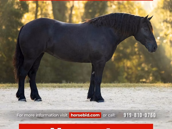 母马, Percheron