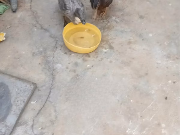 Ducks