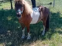 Hengst, Indian half-bred — Foto 1