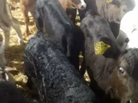 牛只（批次，未指定性别）, Simmental cattle — 照片 8