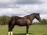 Farasi dume, Percheron — picha 1