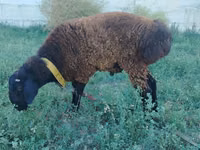 كبش, Qashqai sheep — الصورة 1