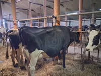 Cow, Holstein breed — photo 3