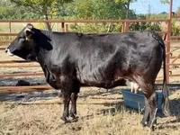 Cow, Brown Carpathian breed — photo 1