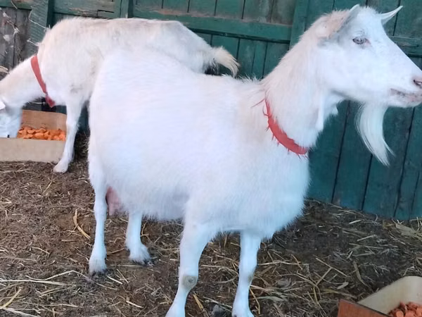 Mbuzi jike, Pomellata goat