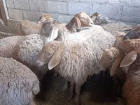 Schaf, Arashan sheep — Foto 2