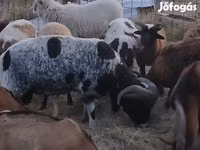मेढ़ा, Jacob's sheep — फ़ोटो 2