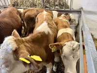 Bulle, Simmental cattle — Foto 2