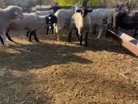 Carnero, White Suffolk sheep — foto 1