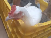 Shamo chickens — photo 5