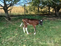 Vaca, Simmental cattle — foto 2