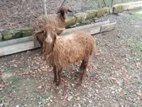 أغنام (دفعة، الجنس غير محدد), Daglıс sheep — الصورة 1