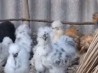 Danish hen — picha 1