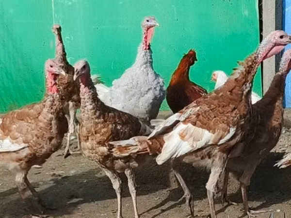 Turkeys
