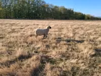 Dume la kondoo, Shroshire sheep — picha 5