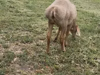 Schaf, Arashan sheep — Foto 4