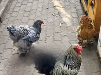 Shamo chickens — picha 1